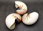 Natural Nautilus Seashell Nautilus Pompilius  1 Shell Approx  7  Inches 