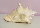 Geniune Nautical Conch Sea Shell Large 8    Beautiful 