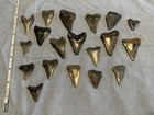 Shark Teeth Fossils - Lot Of 19 - Measuring 1 5    - 2 5     