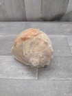 Beautiful Large Natural Vintage Brown Striped Sea Shell Ocean Beach Decor 9 