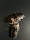 Death Head Roaches Small Medium Large Free Shipping Fl Legal Blaberus Craniifer