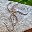 Rare Geocoma Carinata Starfish Fossil     Painten Formation  Upper Jurassic    