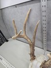 Wild 12 Point 137-3  Whitetail Deer Skull European Decor Man Cave Taxidermy Buck