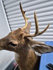 5 Point Whitetail Deer Taxidermy Head Mount