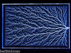 4  X 6  X 1 2  Captured Lightning Vertical Tree Lichtenberg Figure Sculpture