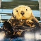 Vtg Alaska Brochure Cordova Hidden Treasure Sea Otter Travel Guide Info