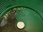 5 Lbs Yukon Gold Panning Paydirt - Sluice It  Pan It  Get Good Gold Everytime