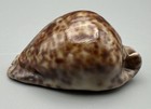 Cypraea Stercoraria Cowrie Seashell 71 15mm Gem near Gem Collector Specimen