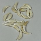 Lot Of 20 Assorted Coyote Fangs Teeth Goth Odd Craft Real Taxidermy Cleaned 3218