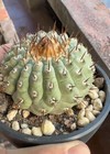 7 3cm Raresucculent Plant C  Cinerea Ssp  Columna-alba Rootles Wysiwyg