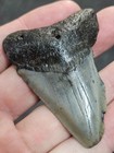 2 1 2  Authentic Prehistoric Megalodon  Fossil Shark Tooth Teeth Free Shipping 