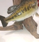Gorgeous Largemouth Bass Driftwood Fish Mount  22  Inches
