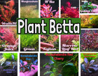 Buy 2 Get 1 Free Rotala Green  - Live Aquatic Freshwater Plants - Stem Pack