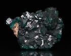 Doubly Terminated Dioptase On Small Cabinet Matrix  Brazzaville  Congo Republic