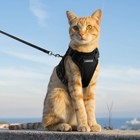 Rabbitgoo Pet Cat Harness And 59  Leash Escape Proof Adjustable Vest For Cats