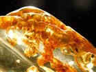 Polished Fossil Amber With Four  Termite Fossils From Colombia 12 7gr