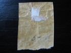 Confederate States Csa Sc   11 Scarce Mint Stamp 