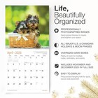 Red Ember Yorkie Puppies Yorkshire Terriers New 2026  01 - 