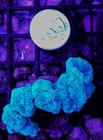 6 Head Neon Green Kryptonite Candy Cane Wysiwyg Live Coral Frag Free Shipping 