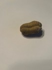 Grafton Illinois Silurian Fossil Trilobite Sthenarocalymene Celebra