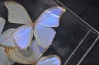 Vintage Butterfly Taxidermy In Acrylic Display Case Signed By The Artist