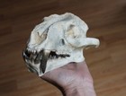 Replica Fossil Pogonodon Skull Oligocene Saber Tooth Cat