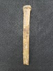 Unknown Shipwreck Iron Spike Spanish Treasure