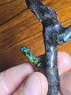 Ultra Rare  Large Genuine Colorful Natural Opal In Black Petrified Wood Fossil  