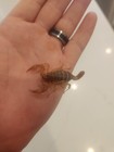 One  1   rare  Extra Large Live Devil Scorpion h spinigerus      2  Inches
