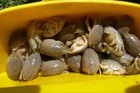 Sand Crab And Flea Catcher  mini 