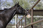 Himalayan Salt Block On Rope For Horses  4 4 Pounds  Ss44