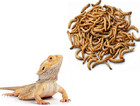 Live Mealworms Pet Bird Feed  Reptile  Lizard Food Alive Meal Worm Grubs Feeder 