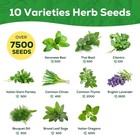 10 Herb Seeds Variety Pack - 7 000  Heirloom Non-gmo Seeds - Basil  Cilantro  La