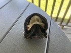 Vintage Real Zebra  Hoof  Cowboy Taxidermy Oddity Horseshoe Decor Horse
