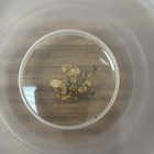 California Gold Rush Pinch Of Gold Ss Central America 1857 Sunken Treasure