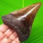Megalodon Shark Tooth - 3 84  - Real Fossil Shark Teeth - No Restorations