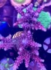 Live Coral Purple Tip Stag Acropora Sps Coral 2    Frag Reef Tank