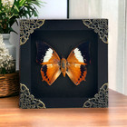 Real Framed Orange Butterfly Taxidermy Shadow Box Insect Specimen Oddity Gift