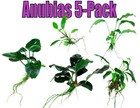 5 Pack Of Anubias Plants Live Aquatic Epiphyte Anubias Shrimp Tank Fish Aquarium