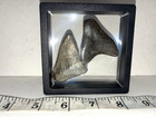 Fossilized Megalodon Tooth Lot Of 2 Shark Teeth