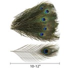 50 Pack Real Peacock Feathers  10-12 Inch Natural Peacock Eye Feathers For Fl   