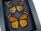 Monarch Butterflies Pair Real Framed Butterfly Danaus Plexippus Moonlight