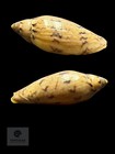 Amoria Peregrina 46 38mm F   Newly Described 2025