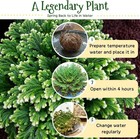 7 Pack Rose Of Jericho Dried Plants - Rosa De Jerico Original  Brown 