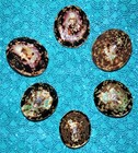 Six  6  Polished   Colored Limpet Sea Shell Pairs  Beach Decor Craft Tropical