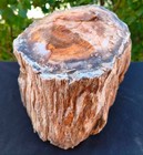 11 Lb 5 Oz Natural Rare Opalized Multicolor Big Raw Petrified Wood Uv Reactive