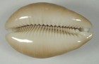 Cypraea Polynesiae 66 24mm Beautiful Rare Specimen Bora Bora  French Polynesia