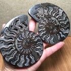 344g 1 Pair Of Split  Ammonite  Specimen Shell Healing Md3392