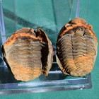 Trilobite  Eldredgeia Venustus  Bolivia Devonian Trilobite Fossil