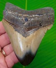 4 15    Megalodon Shark Tooth Real Fossil No Restorations Sharks Teeth